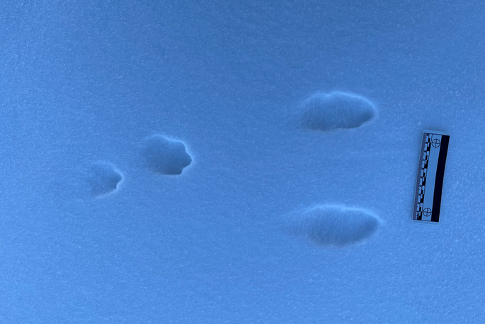 Animal tracks in the snow with a ruler to provide size comparison.